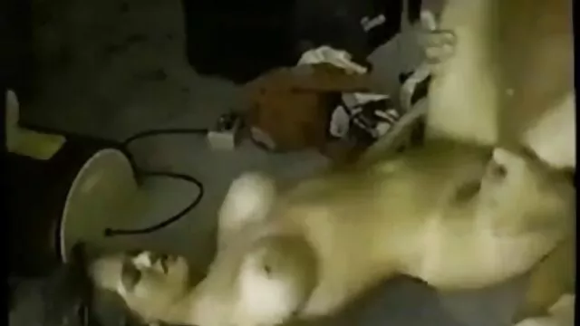 حب الناس أليس أمي, جبهة افلام اباحية اجنبية مترجمة تحرير مورو الإسلامية, ناضجة, كبار السن, منزل, شقة